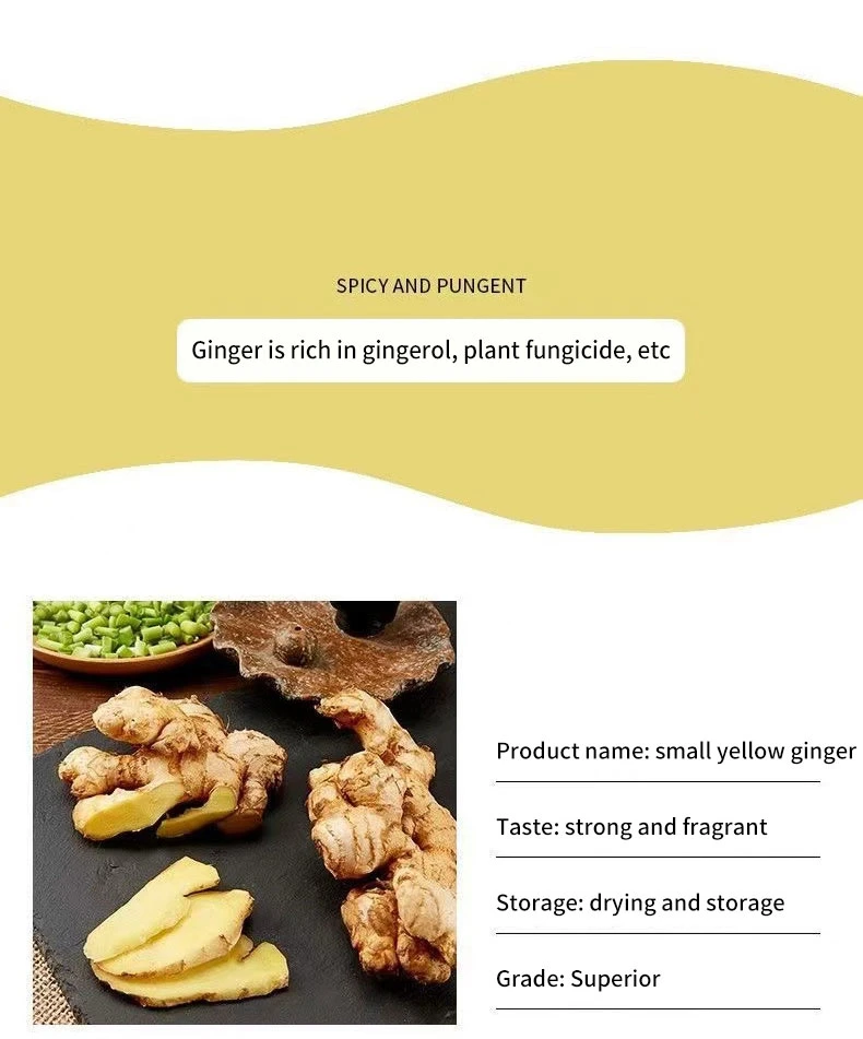 Wholesale Cheap Price 100% Natural High Quality Pure Organic Ginger Fresh Ginger Conventional Ginger From India