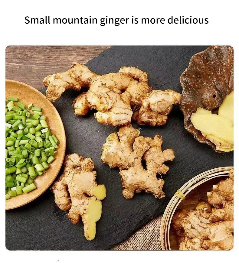 100% Natural High Quality Pure New Crop Fresh Ginger for Sale - Ginger Root Superior Quality Organic Ginger Fresh Ginger Conventional Ginger