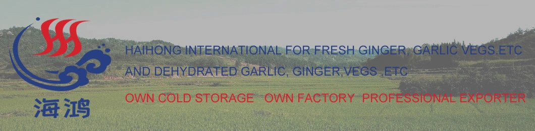 Healthy and Affordable Fresh Ginger, Air-Dried Ginger From China