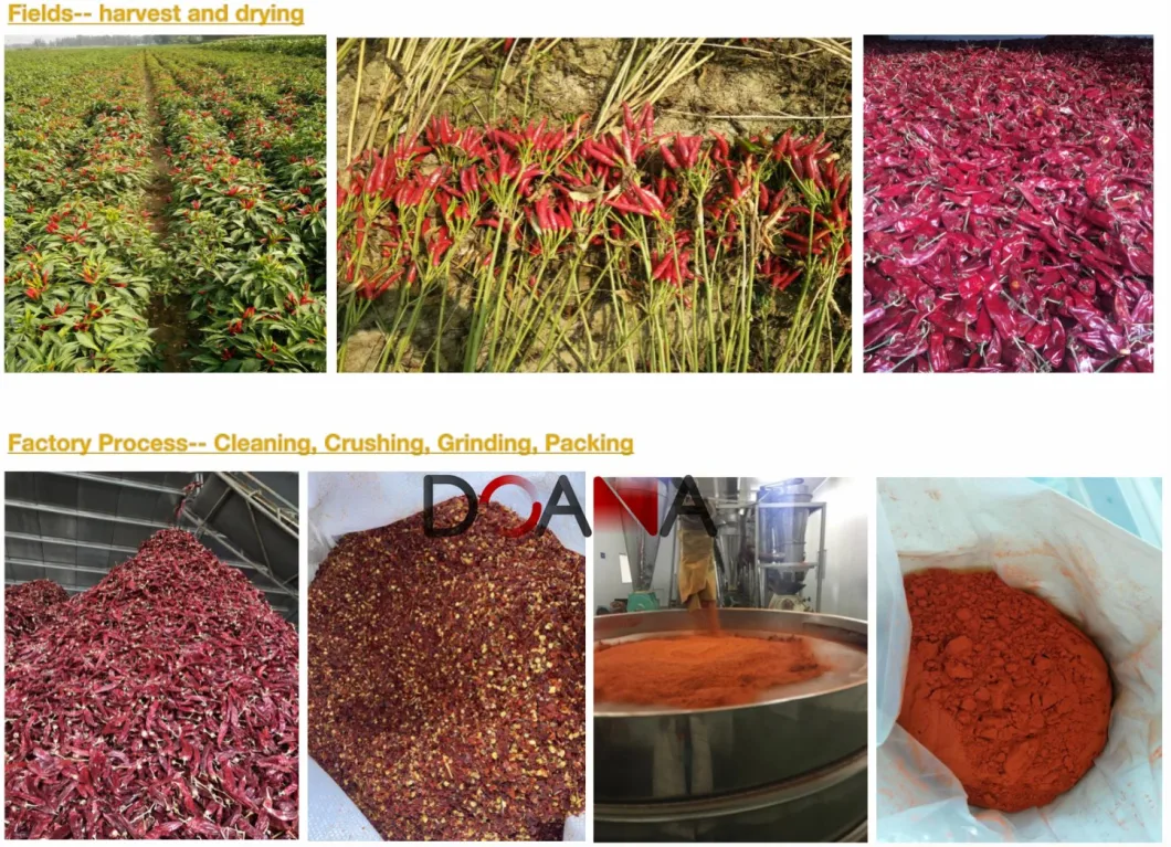 ISO HACCP Factory Wholesale Cheap Price Dried Red Chilli Powder Hot Spicy Chili Pepper