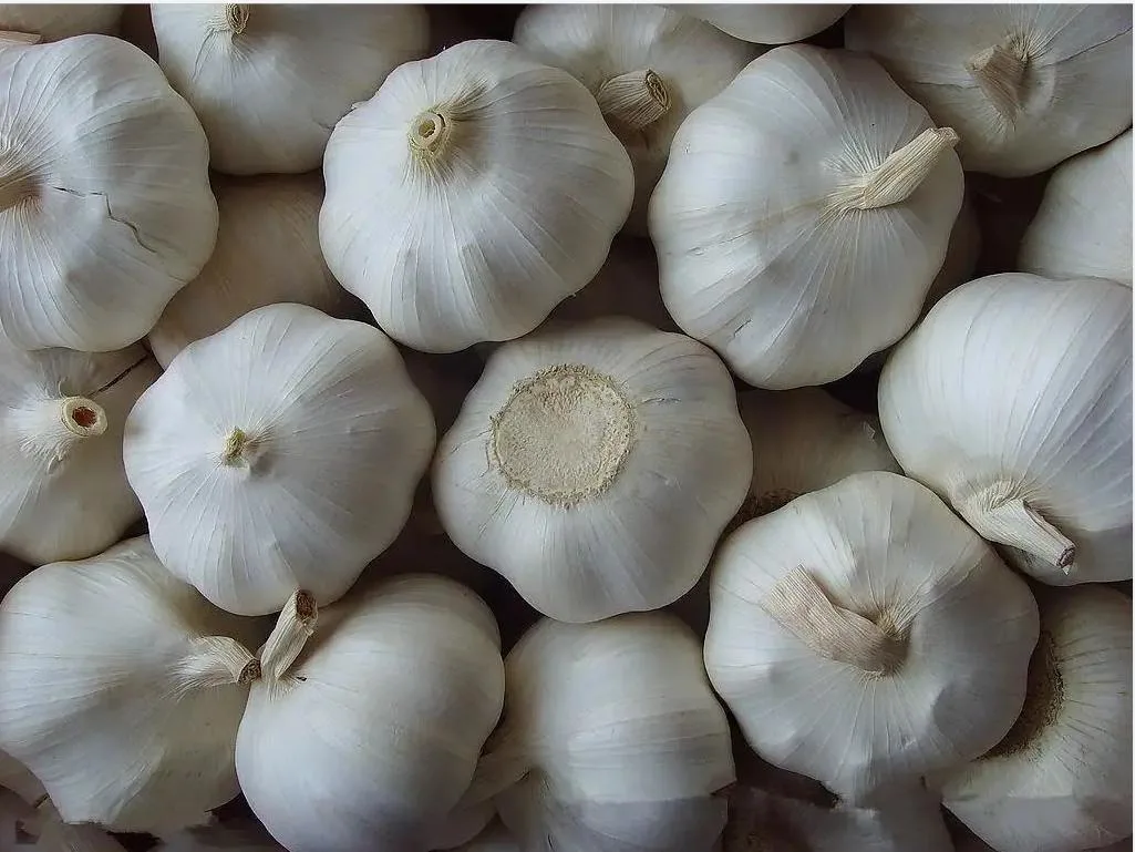 2022 New Crop Fresh Normal and Pure White Purple Garlic with High Quality