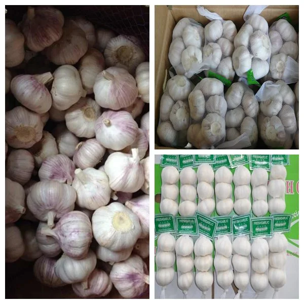 5cm &amp; up Shandong Pure White Fresh Dehydrated Garlic