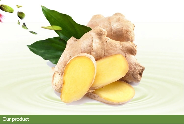 Manufacturer Supplier Mature Crop Natural Air Dried Quality Hot Sale Organic Fresh Yellow Ginger