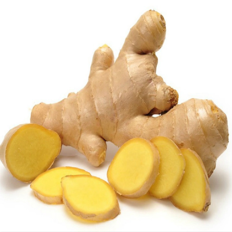 Fresh Ginger with High Quality Dried Ginger Wholesale Price