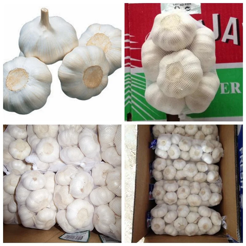 5cm &amp; up Shandong Pure White Fresh Dehydrated Garlic