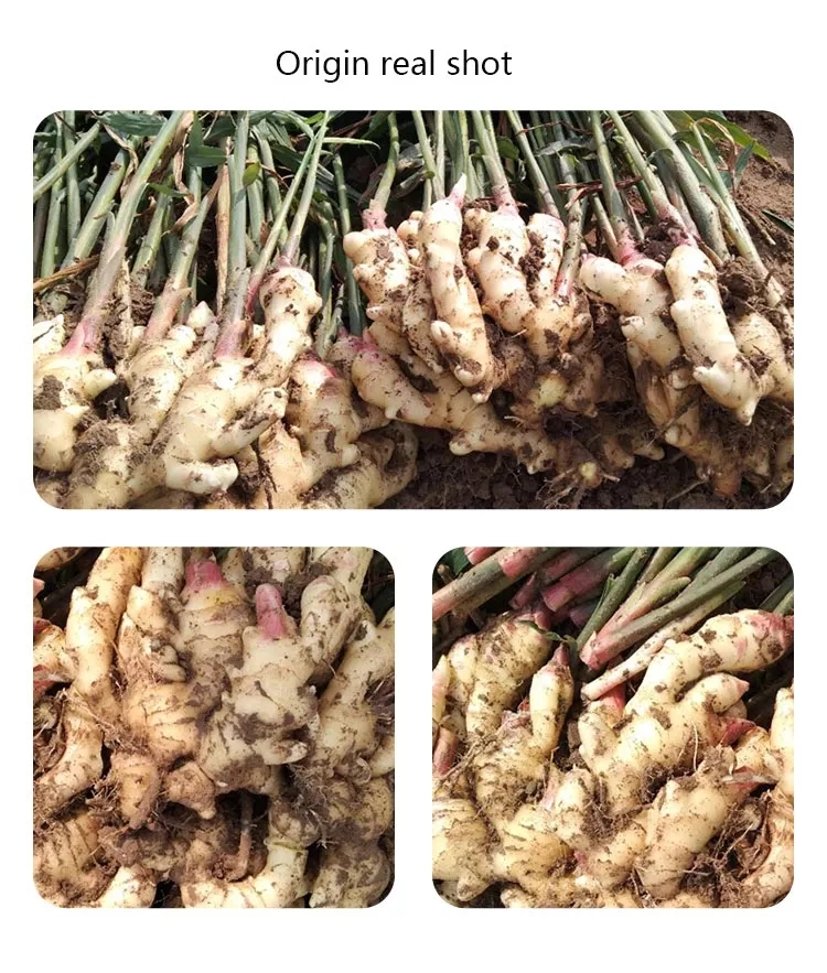 Hot Selling Indian Grade 100% Natural Dried Ginger Aromatic Fresh Ginger / Vegetable Manufacturer Agriculture Clean Surface Dehydrated Ginger From India