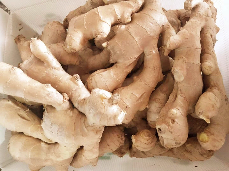 New Crop Organic Ginger From China High Quality Air Dried Ginger