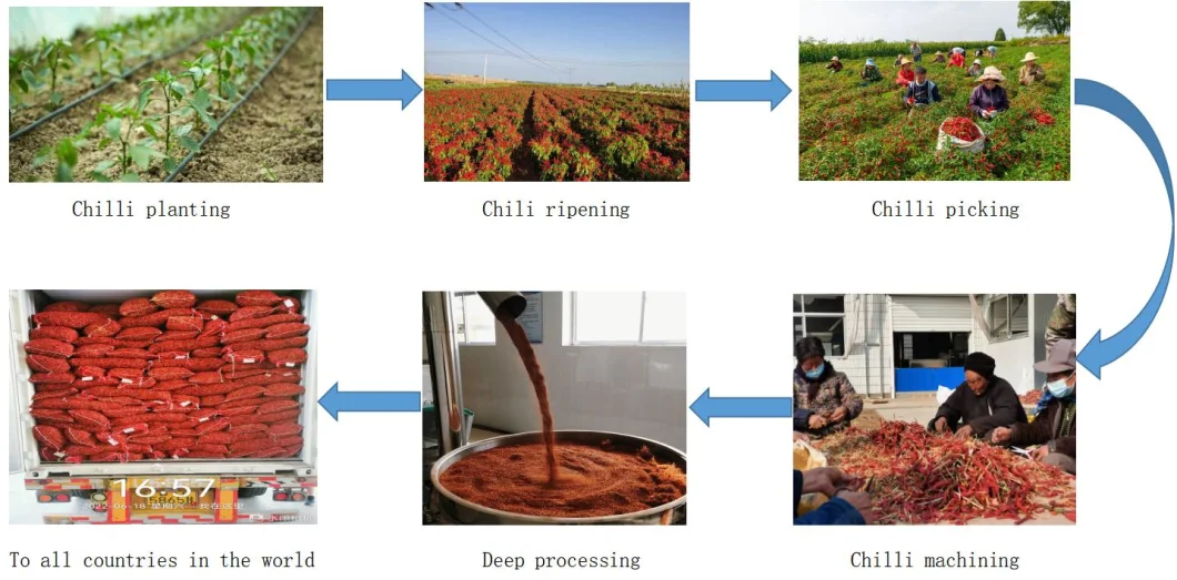 Directly Supplied From The Place of Origin, Multiple Varieties of Dried Chili Can Be Selected