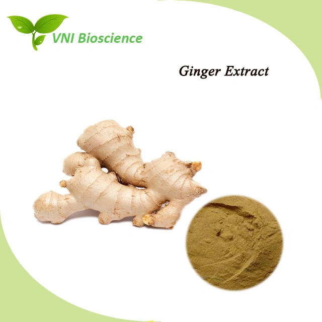 Halal Kosher Certified 100% Natural Ginger Extract Powder