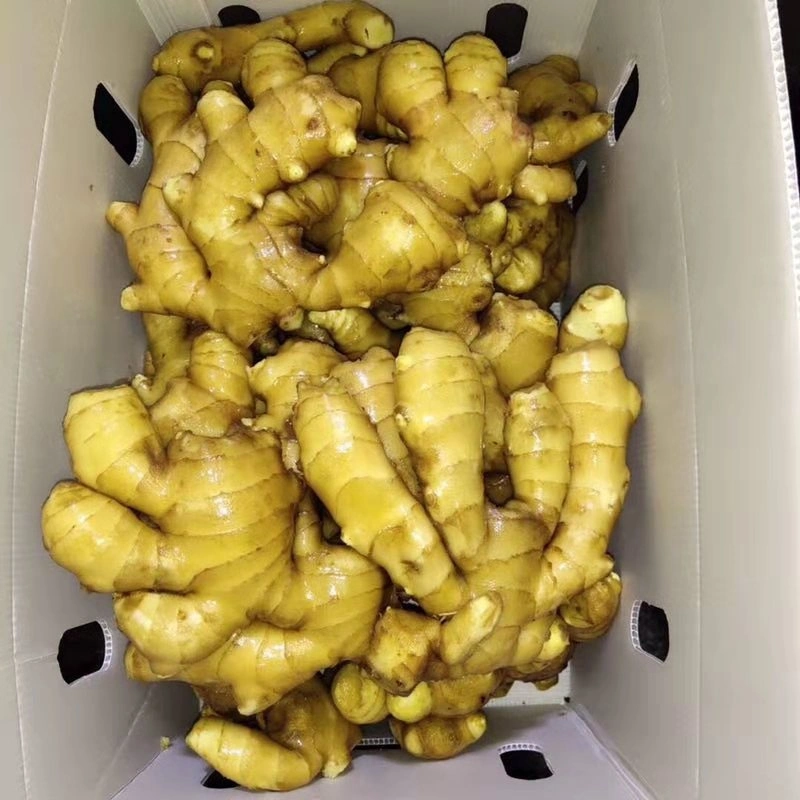 New Crop Fresh Ginger Dried Ginger Organic High Quality From China