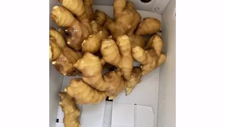 New Crop Fresh Ginger Dried Ginger Organic High Quality From China
