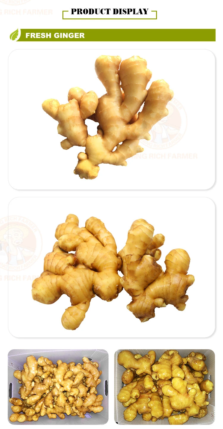 Chinese Air Dried Ginger Supplier