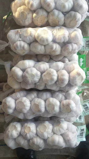 5cm & up Shandong Pure White Fresh Dehydrated Garlic