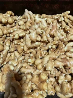 Super Quality Fresh Vegetable Chinese Dried Gap Ginger on Hot Sale