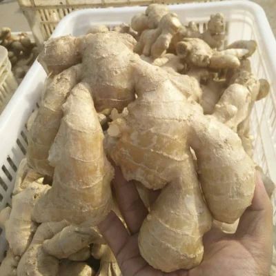 New Crop Organic Ginger From China High Quality Air Dried Ginger