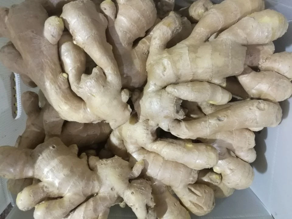 Chinese Selected Air Dried Ginger with Good Quality