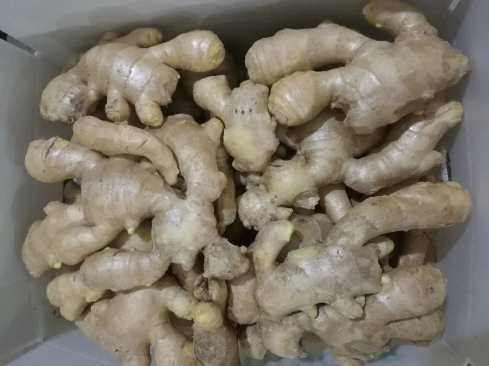 Chinese Selected Air Dried Ginger with Good Quality