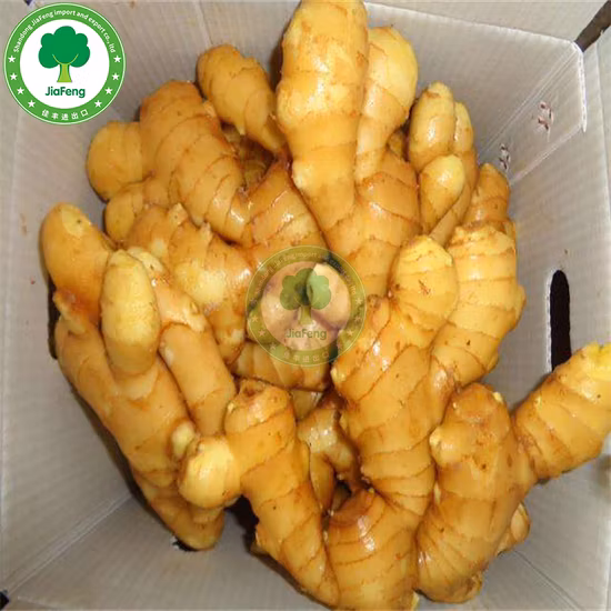 Manufacturer Supplier Mature Crop Natural Air Dried Quality Hot Sale Organic Fresh Yellow Ginger