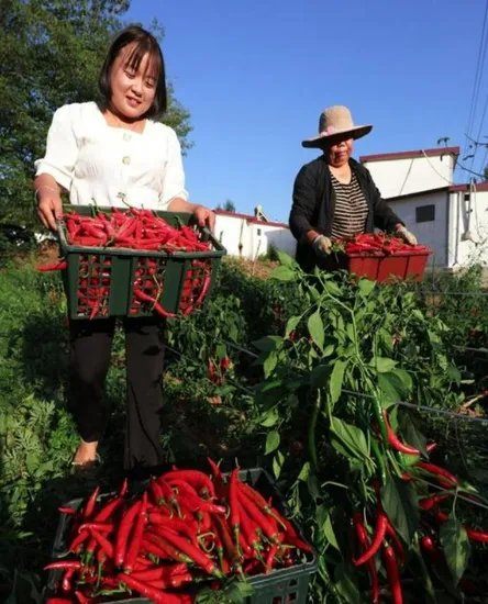 Wholesale China Manufacturer Pure Chili Pepper Extract Capsaicin Powder