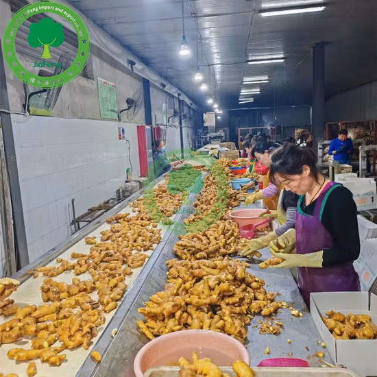 Fresh Ginger Origin Vietnam Best Quality Spices All Kinds Bulk Fresh Ginger Organic Ginger Fresh Ginger Fresh Vegetable Conventional Ginger for Wholesale
