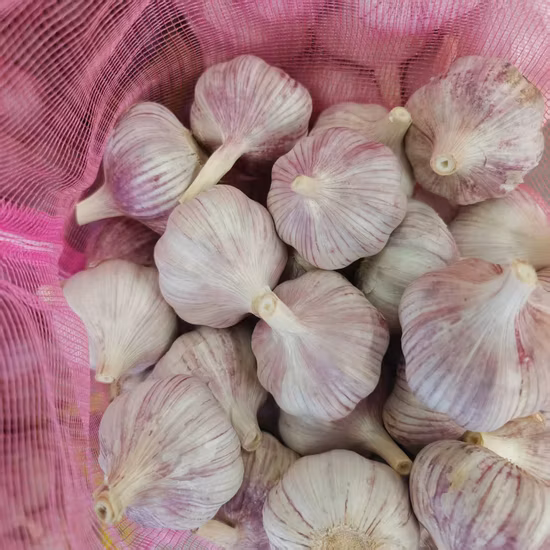 2022 New Crop Fresh Normal and Pure White Purple Garlic with High Quality