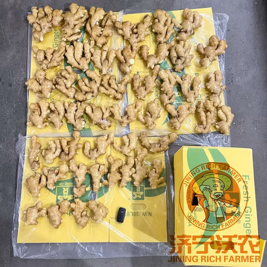 100% Natural High Quality Pure Chinese Mature Ginger/ Ginger Seeds New Crop Fresh Ginger Dried Ginger for Europe Market